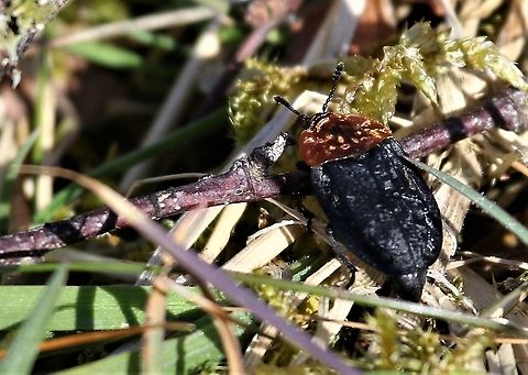 Red-breasted Carrion Beetle Looks more like burnished copper to me than "red".  These hide under carrion, do not feed on it.  Both the adults and larvae hunt for larvae of other insects, such as flies, eating from the remains. Cumbria,Oiceoptoma thoracicum,Red-breasted carrion beetle,Swindale