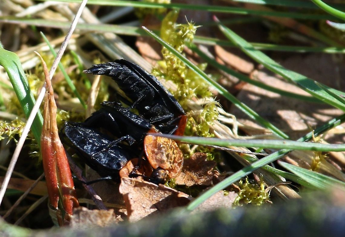 3 Red-breasted Carrion Beetles In woodland but not obviously with anything dead, appeared to be interested in mating. Cumbria,Oiceoptoma thoracicum,Red-breasted carrion beetle,Swindale
