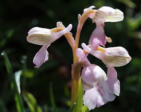 Green-winged Orchid A light pink hue for these multicoloured orchids Anacamptis morio,Green-winged orchid,Lancashire,Silverdale