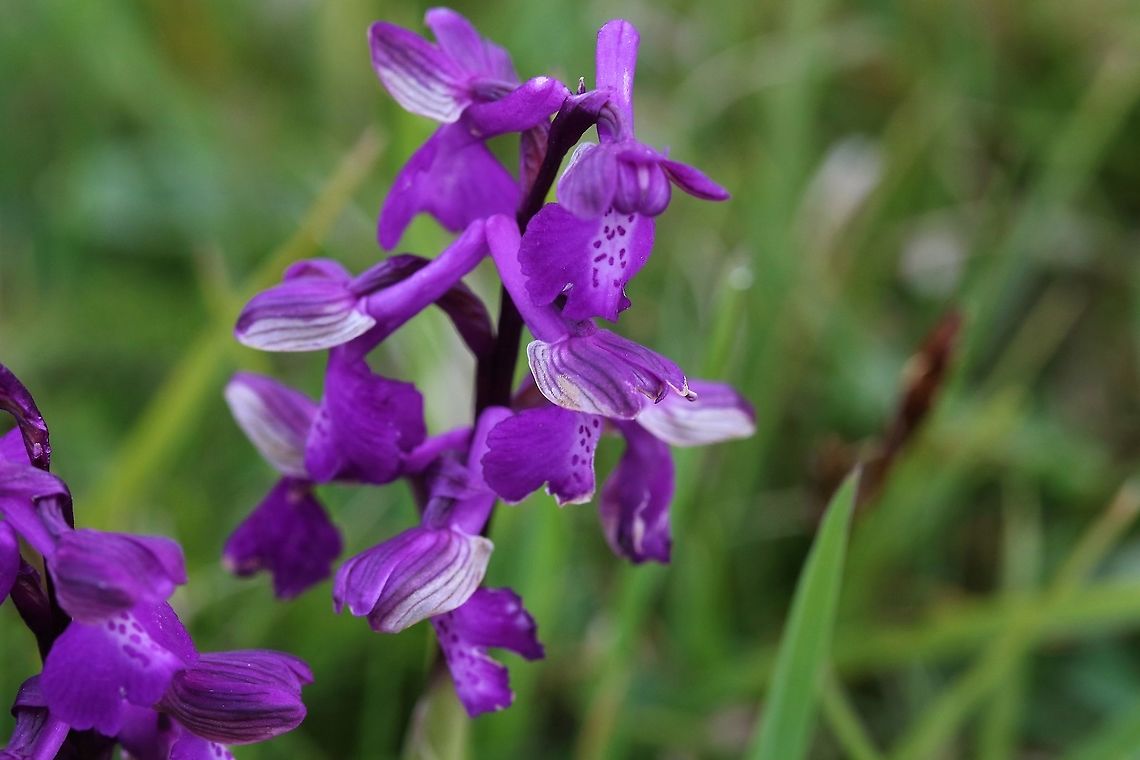 Green-winged Orchid A darker hue to this one Anacamptis morio,Green-winged orchid,Lancashire,Silverdale