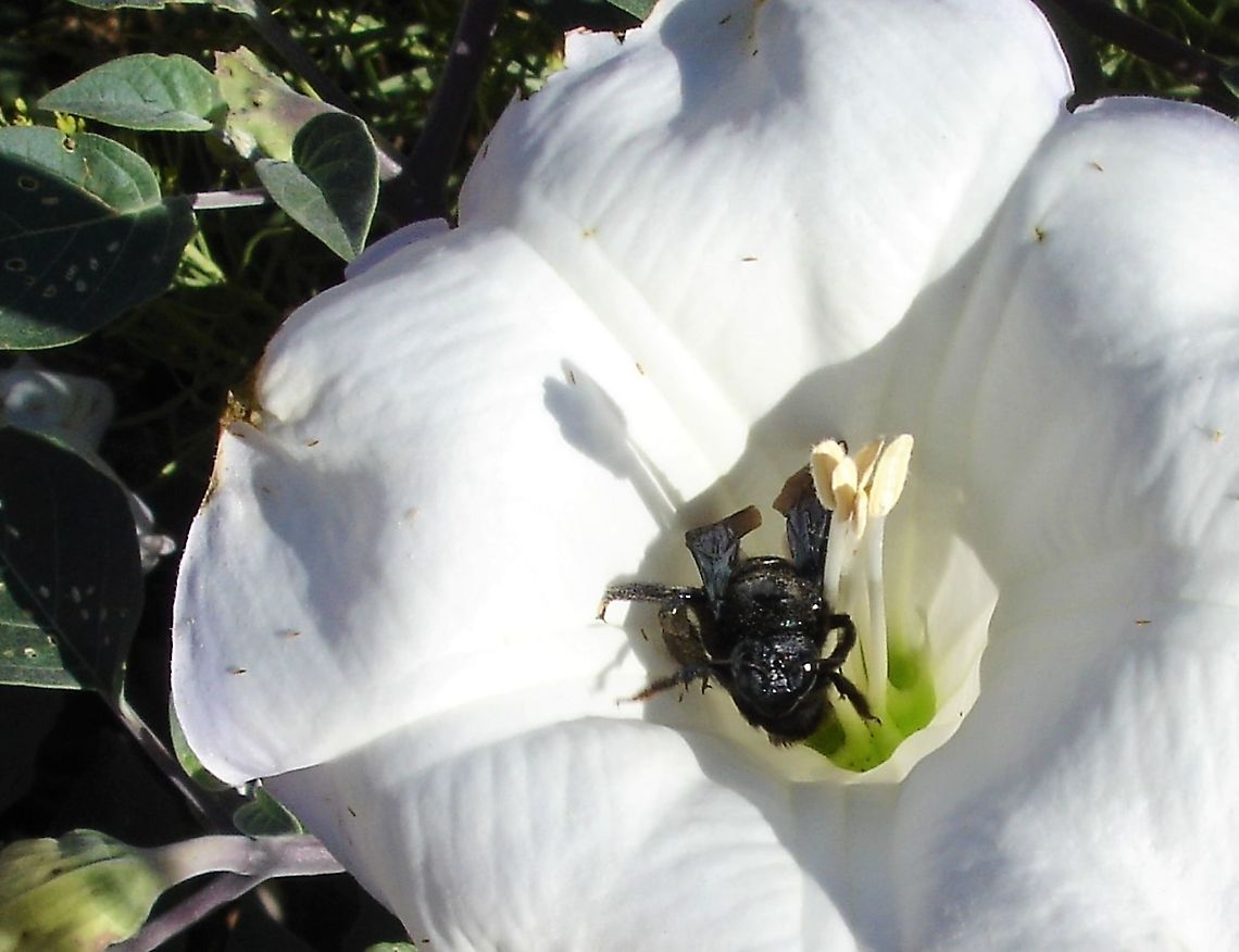 California Carpenter Bee in Sacred Datura Near Lower Calf Creek Falls California carpenter bee,USA,Utah,Xylocopa californica