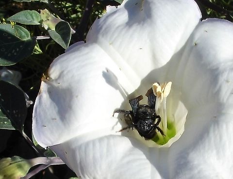 California Carpenter Bee in Sacred Datura Near Lower Calf Creek Falls California carpenter bee,USA,Utah,Xylocopa californica