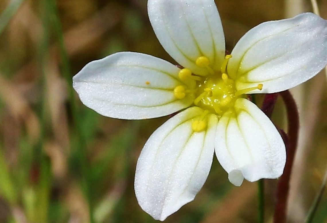 Meadow Saxifrage close up Growing on thin soil over limestone pavement Cumbria,Meadow saxifrage,Orton Scar,Saxifraga granulata