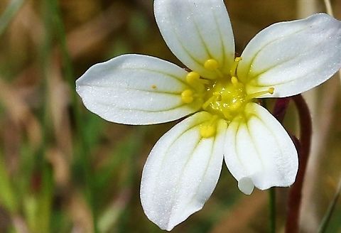 Meadow Saxifrage close up Growing on thin soil over limestone pavement Cumbria,Meadow saxifrage,Orton Scar,Saxifraga granulata