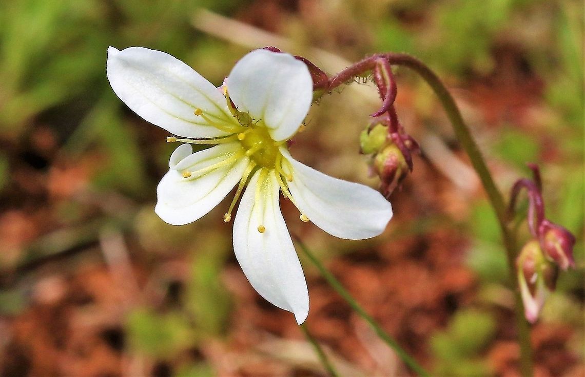 Meadow Saxifrage Growing on some limestone pavement with very thin soil coverage. Cumbria,Meadow saxifrage,Orton Scar,Saxifraga granulata