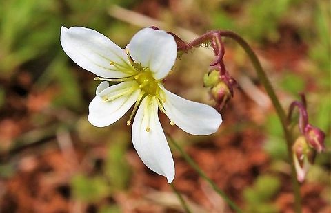 Meadow Saxifrage Growing on some limestone pavement with very thin soil coverage. Cumbria,Meadow saxifrage,Orton Scar,Saxifraga granulata