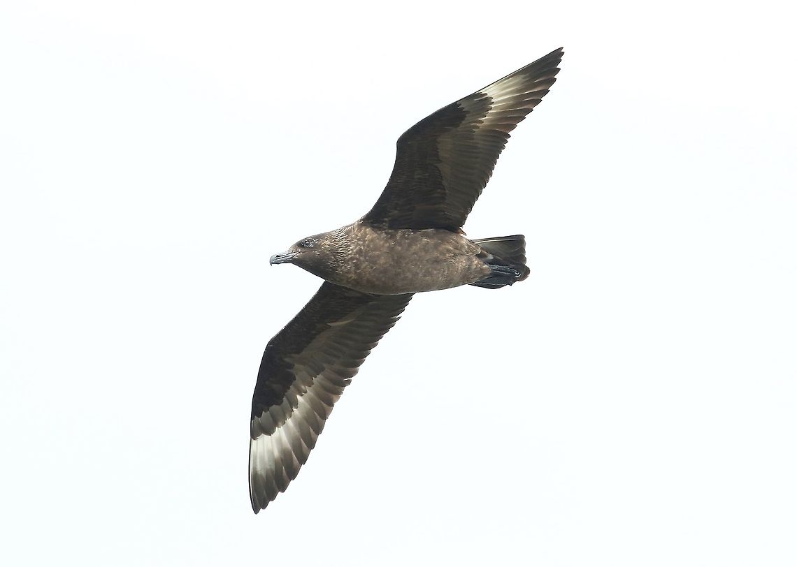 Great Skua over the Old Man of Stoer Over the cliff by the Old Man of Stoer Great skua,Scotland,Stercorarius skua,Stoer