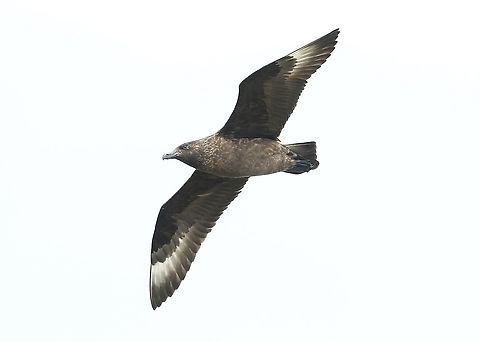 Great Skua over the Old Man of Stoer Over the cliff by the Old Man of Stoer Great skua,Scotland,Stercorarius skua,Stoer