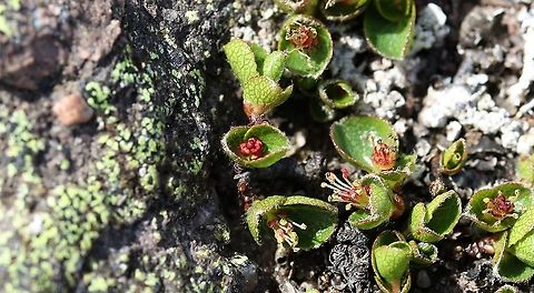 Dwarf Willow Another shot of the flowers of this beauty. Baosbheinn,Dwarf Willow,Least Willow,Salix herbacea,Scotland,Snow Willow,Torridon