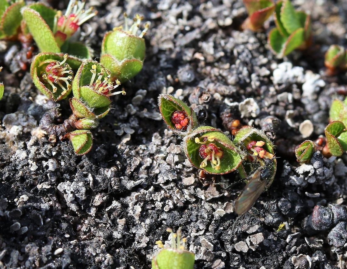 Dwarf or Snow Willow Arguably the world&#039;s smallest tree, growing from 1 cm up to 6 cm.  Here in flower, on the Saddle of Baosbheinn in Torridon with a small fly pollinating it. Baosbheinn,Dwarf Willow,Least Willow,Salix herbacea,Scotland,Snow Willow,Torridon
