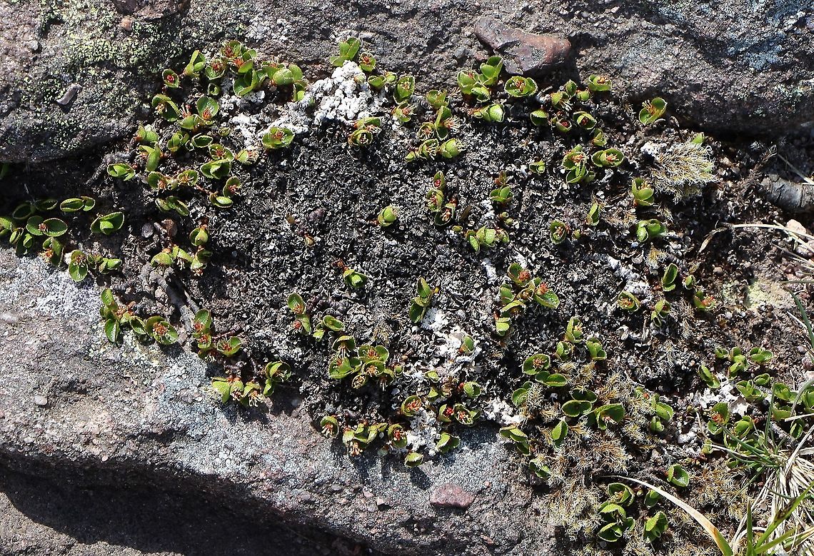 Dwarf Willow Here growing over Torridonian Sandstone.  Incredibly hardy at the top of a gully on a saddle, approximately 800 metres. Baosbheinn,Dwarf Willow,Least Willow,Salix herbacea,Scotland,Snow Willow,Torridon