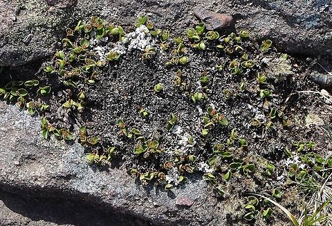 Dwarf Willow Here growing over Torridonian Sandstone.  Incredibly hardy at the top of a gully on a saddle, approximately 800 metres. Baosbheinn,Dwarf Willow,Least Willow,Salix herbacea,Scotland,Snow Willow,Torridon