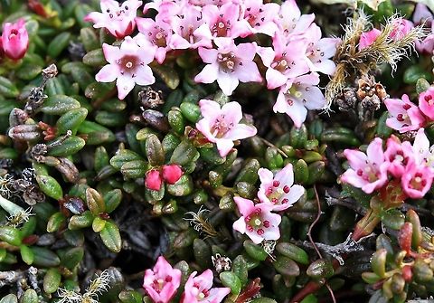 Trailing Azalea Another alpine shrub from Baosbheinn. Baosbheinn,Kalmia procumbens,Scotland,Torridon,Trailing Azalea