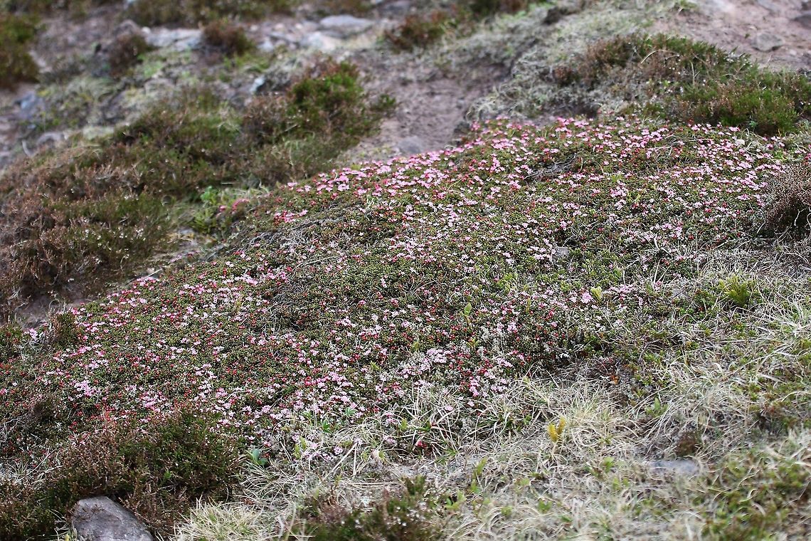 Trailing Azalea Showing full plant, a &quot;massive&quot; and very aged plant.  The growth habit allows it to maintain a temperature of 10 degrees higher within the middle of the plant compared the the frozen outside. Baosbheinn,Kalmia procumbens,Scotland,Torridon,Trailing Azalea