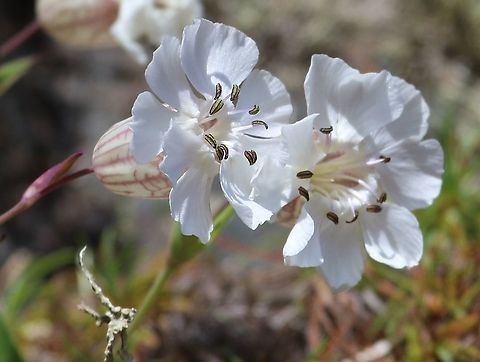 Sea Campion Growing on the Torridonian Sandstone. Scotland,Sea Campion,Silene uniflora,Torridon
