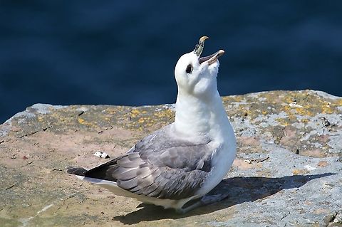 Northern Fulmar, Handa Island Calling Fulmarus glacialis,Handa Island,Northern fulmar,Scotland