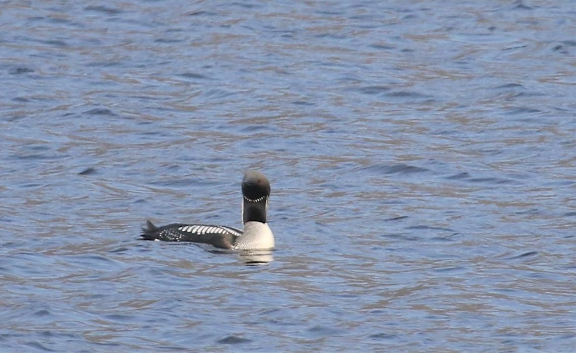 Black-throated Diver on Loch Maree One of a pair on Loch Maree, approximately 300 pairs nest in Scotland Black-throated loon,Gavia arctica,Loch Maree,Scotland,Wester Ross