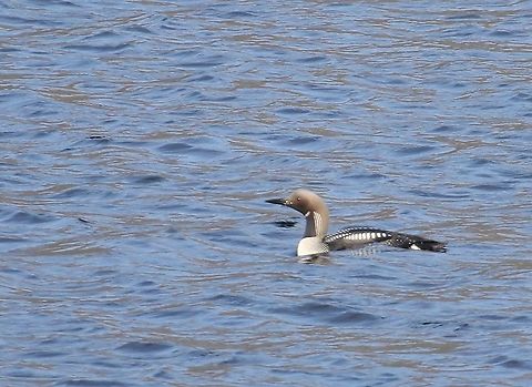 Black-throated Diver Black-throated Diver on Loch Maree, where a pair was nesting Black-throated loon,Gavia arctica,Loch Maree,Scotland,Wester Ross