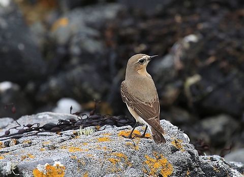 Female Northern Wheatear Female Wheatear by the coast Northern wheatear,Oenanthe oenanthe,Scotland,highlands