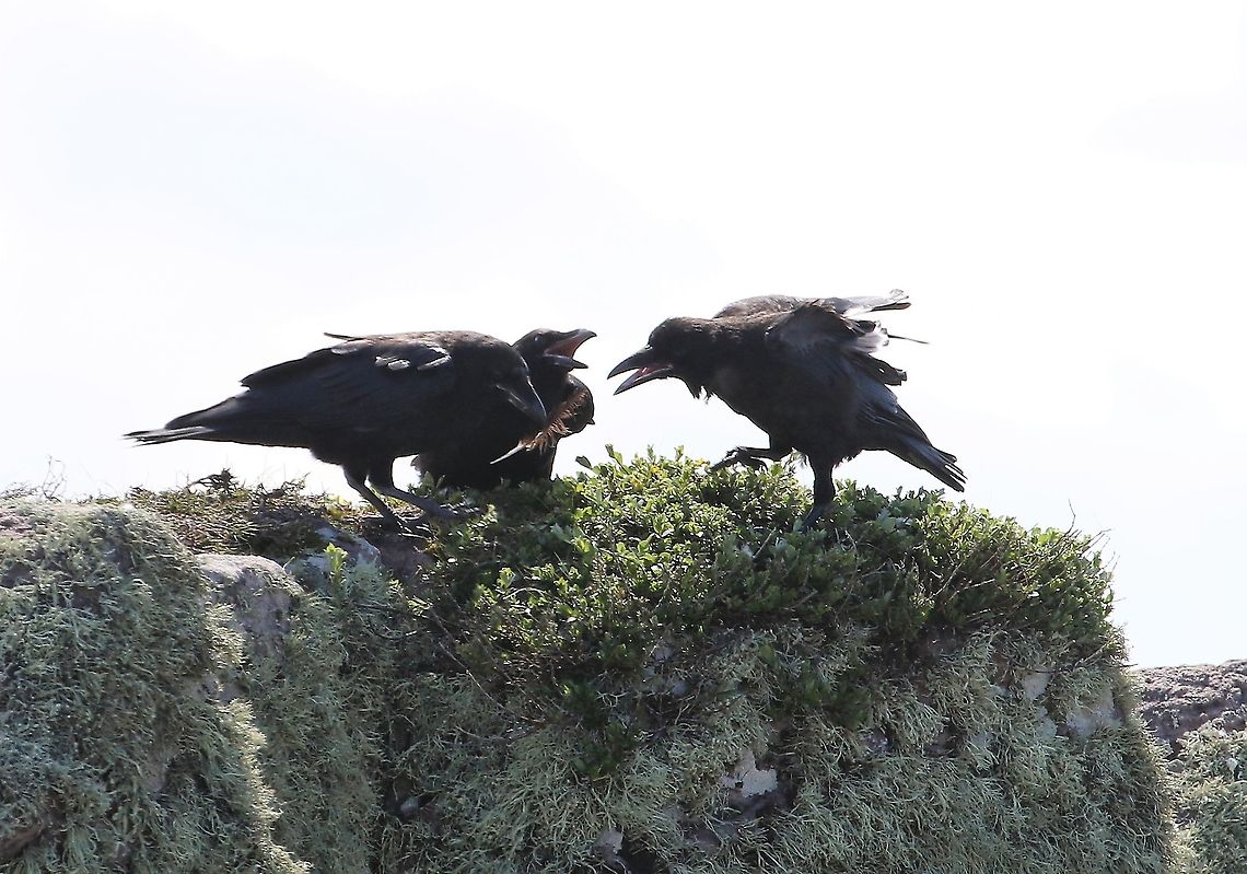 Raven family playing the feather game Watched this family with one chick teaching dexterity (I&#039;m guessing) to the chick on a clifftop. Common Raven,Corvus corax,Scotland,Torridon