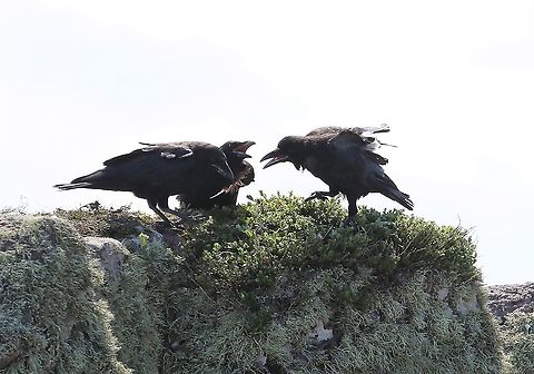 Raven family playing the feather game Watched this family with one chick teaching dexterity (I'm guessing) to the chick on a clifftop. Common Raven,Corvus corax,Scotland,Torridon