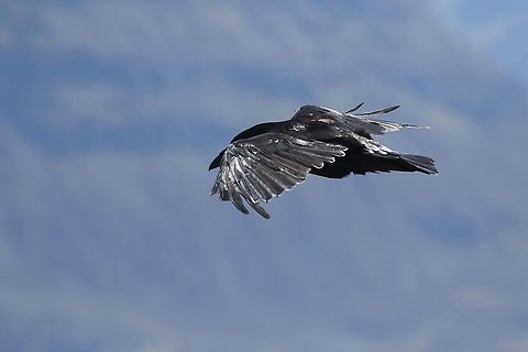 Raven on the wing over Suilven Raven soaring over Suilven Common Raven,Corvus corax,Scotland,Suilven