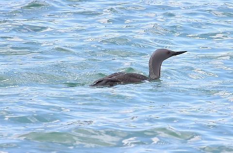 Red-throated Diver Red-throated Diver in sandy bay off Handa Island Gavia stellata,Handa Island,Red-throated loon,Scotland