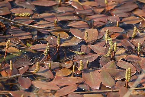 Broad-leafed Pond weed with pollen on the leaves Growing in many of the shallow lochans (by the edge) and in the shallow water filled areas within the sphagnum moss.  Broad-leafed Pond Weed,Potamogeton Natans,Potamogeton natans,Scotland,Torridon,Wester Ross