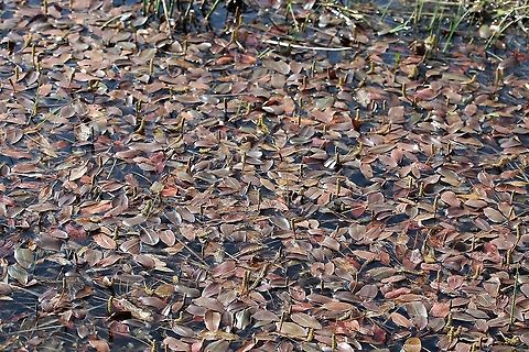 Broad-leafed Pond weed A mass of this pretty pond weed, here close to the shore of Loch Maree. Broad-leafed Pond Weed,Potamogeton Natans,Potamogeton natans,Scotland,Torridon,Wester Ross