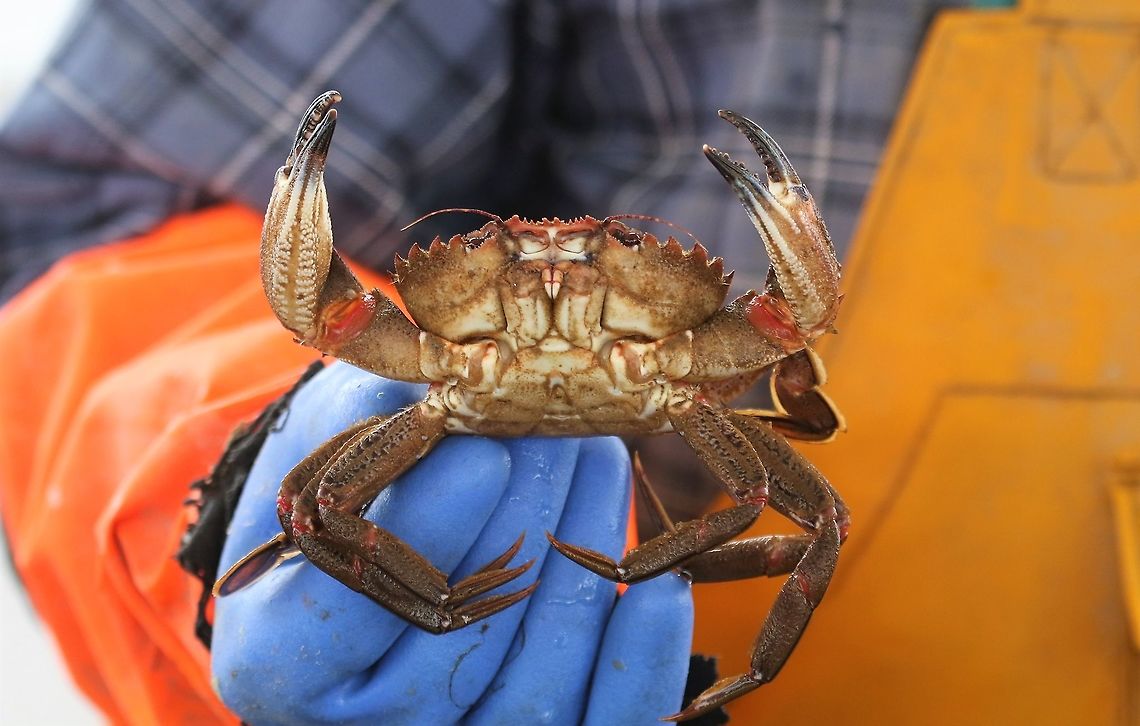 Velvet Swimming Crab Velvet Swimming Crab caught in a pot set for Norwegian Lobster Necora puber,Scotland,Velvet Swimming Crab,Velvet crab,Wester Ross