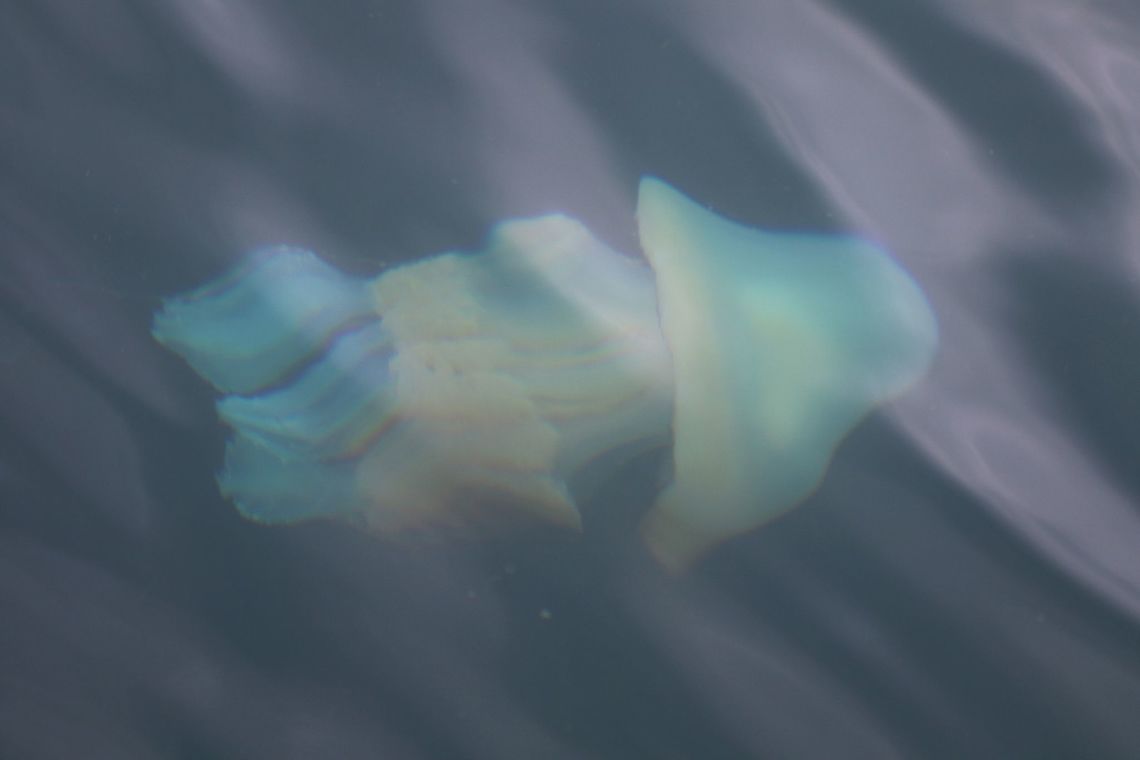 Barrel Jellyfish Large jellyfish swimming below our boat - This one over 60 cms in diameter and about 90 cms long. Barrel jellyfish,Rhizostoma pulmo,Scotland,Wester Ross