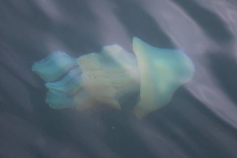 Barrel Jellyfish Large jellyfish swimming below our boat - This one over 60 cms in diameter and about 90 cms long. Barrel jellyfish,Rhizostoma pulmo,Scotland,Wester Ross