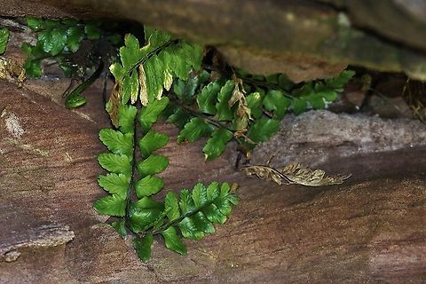 Sea Spleenwort Close by Red Point looking over to the Isle of skye Asplenium marinum,Scotand,Sea spleenwort,Wester Ross