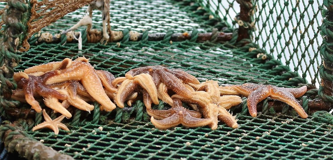 Common Starfish When they descend upon a lobster pot in large numbers, there&#039;s no point looking for any catch, apart from the starfish Asterias rubens,Common Starfish,Gairloch,Scotland,Wester Ross