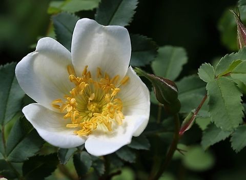 Burnet Rose A very pretty low growing native rose, at this reserve, growing on limestone. Burnet Rose,Cumbria,Rosa pimpinellifolia,Smardale