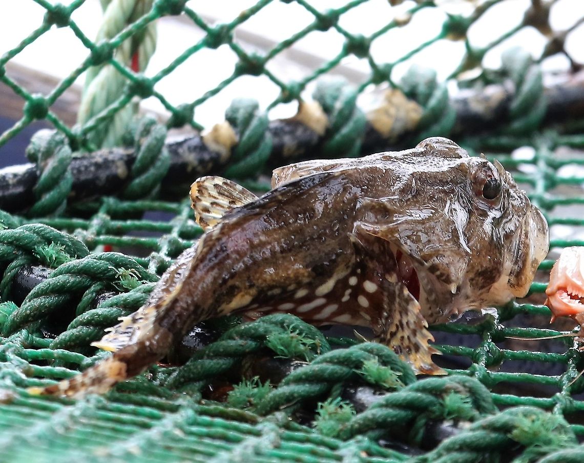 Long-tailed Sea Scorpion Male Sea Scorpion brought up in Nowegian Lobster/Langoustine/Dublin Bay Prawn pot. Long-tailed Sea Scorpion,Longspined bullhead,Taurulus bubalis