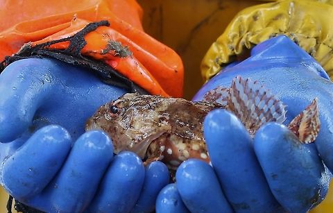 Long-tailed Sea Scorpion 3 or 4 of these hauled up in the pots set for Norwegian Lobster. This one a male, I believe. Gairloch,Long-tailed Sea Scorpion,Longspined bullhead,Scotland,Taurulus bubalis,Wester Ross