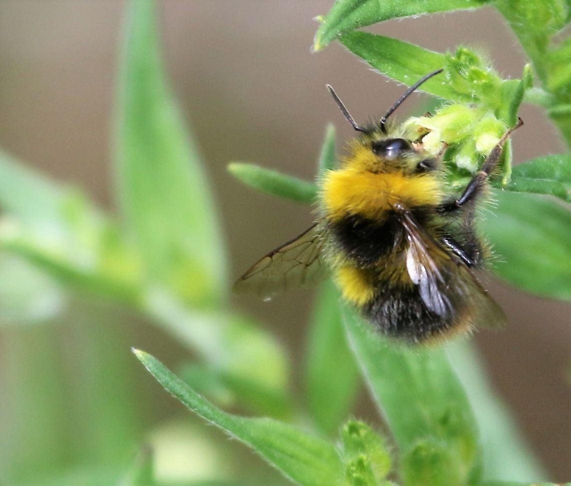 Heath Bumblebee In a disused limestone quarry overlooking Morecambe Bay Allithwaite Quarry,Bombus jonellus,Cumbria,Heath Bumblebee
