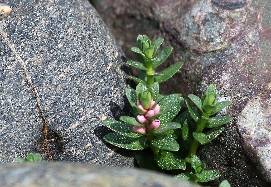 Sea Milkwort In the shore of Gairloch against a nice piece of conglomerate breccia. Gairloch,Lysimachia maritima,Scotland,Sea Milkwort,Wester Ross