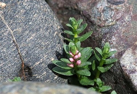 Sea Milkwort In the shore of Gairloch against a nice piece of conglomerate breccia. Gairloch,Lysimachia maritima,Scotland,Sea Milkwort,Wester Ross