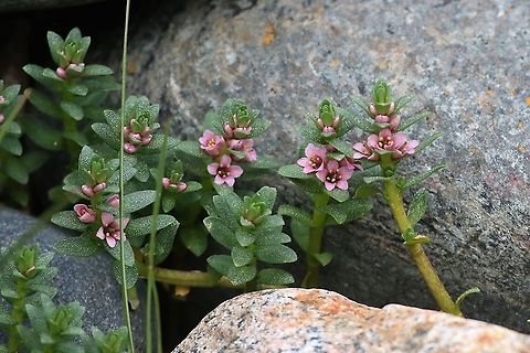 Sea Milkwort On the shore of Gairloch Gairloch,Lysimachia maritima,Scotland,Sea Milkwort,Wester Ross