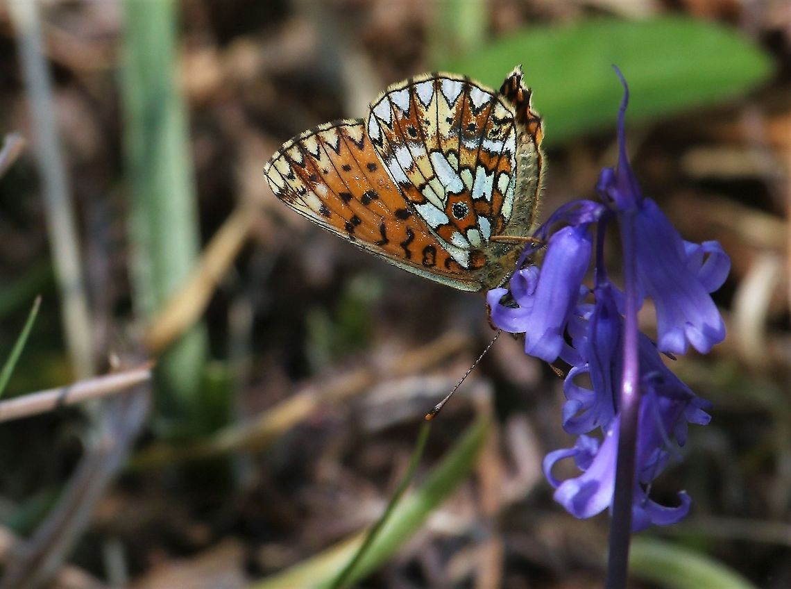 Small pearl-bordered fritillary Small pearl-bordered fritillary feeding on bluebells (Hyacinthoides non-scripta) along Loch Maree. Boloria selene,Loch Maree,Scotland,Small pearl-bordered fritillary,Wester Ross