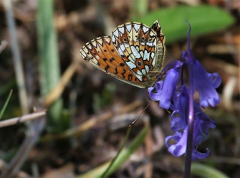 Small pearl-bordered fritillary Small pearl-bordered fritillary feeding on bluebells (Hyacinthoides non-scripta) along Loch Maree. Boloria selene,Loch Maree,Scotland,Small pearl-bordered fritillary,Wester Ross