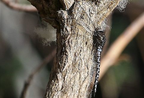 Azure Hawker Late in the day near Redpoint Beach, basking on Ulex europaeus.  Note, unique to this species is that the blue of the male pales to a more grey colour at lower temperatures. Aeshna caerulea,Azure hawker,Redpoint Beach,Scotland,Wester Ross