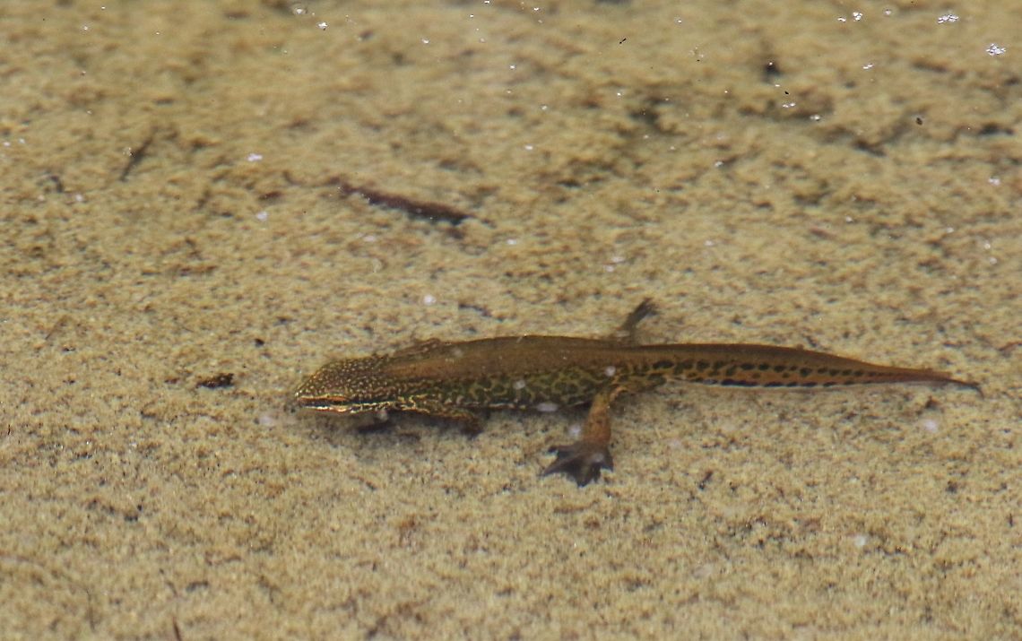 Palmate Newt In a pond on Orton Scar Cumbria,Lissotriton helveticus,Orton Scar,Palmate newt