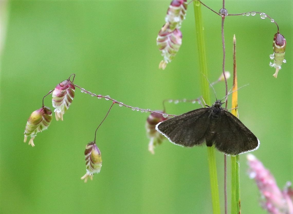 Doddering Grass with Chimney Sweeper Moth Chimney Sweeper Moth on Doddering Grass Briza media,Chimney Sweeper Moth,Cumbria,Doddering Grass,Kings Meaburn,Odezia atrata,quaking grass