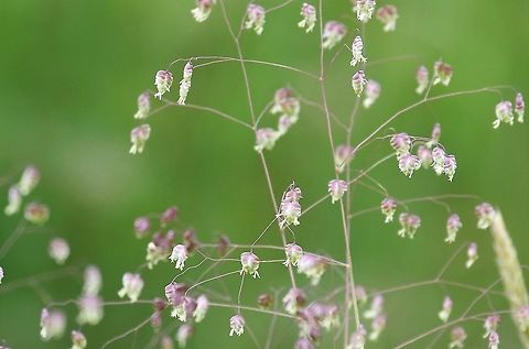 Doddering Grass in flower Flowering grass Briza media,Cumbria,Doddering Grass,Kings Meaburn,quaking grass