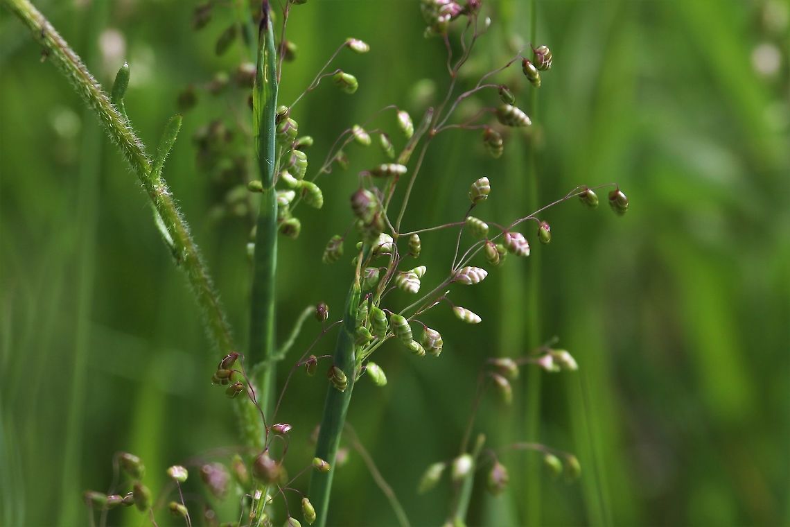 Doddering Grass A lovely grass of haymeadows and uncultivated land Briza media,Cumbria,Doddering Grass,Kings Meaburn,Quaking Grass