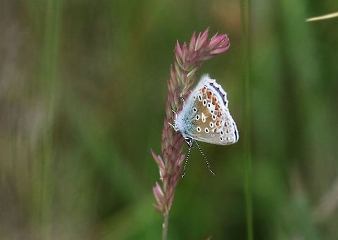 Yorkshire Fog with Common Blue Butterfly Common blue butterfly on Yorkshire Fog, a haymeadow grass Common Blue,Cumbria,Holcus lanatus,Orton Scar,Polyommatus icarus,Yorkshire Fog