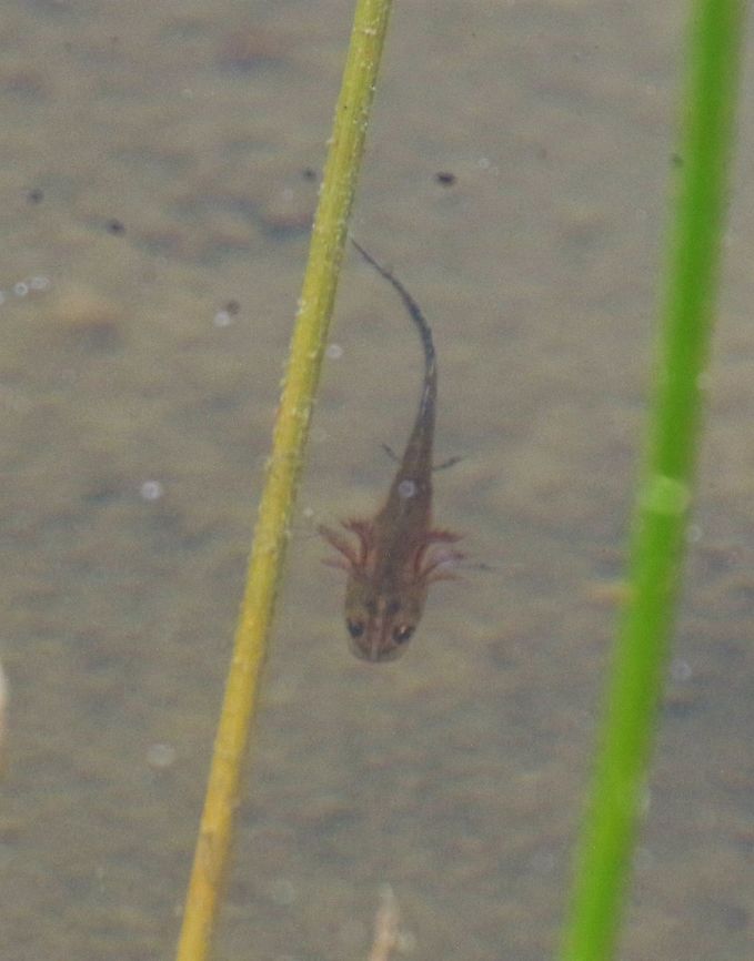 Palmate newtlet from last year One of many of last year&#039;s young newts. Cumbria,Lissotriton helveticus,Orton Scar,Palmate newt